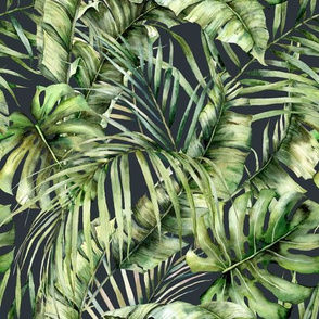 Tropical palm and monstera leaves