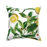 Lemon tree - Large - White