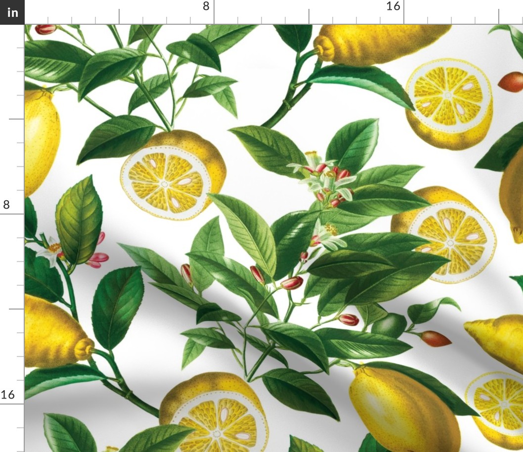 Lemon tree - Large - White