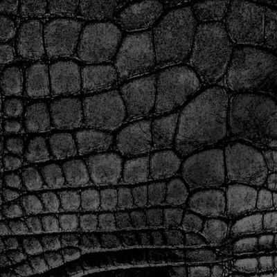 Black Dragon Crocodile Aligator Reptile Scales