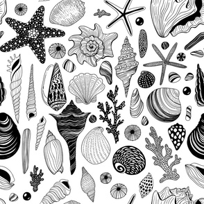 Seashells in black and white
