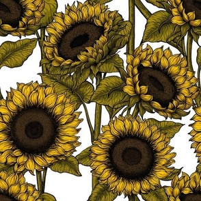 Sunflower field 9