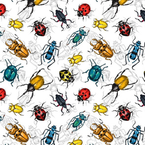 Beetles on white