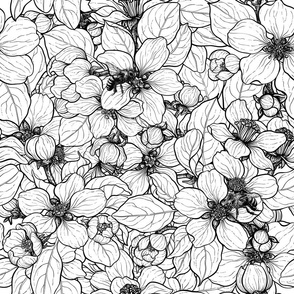 Apple blossom in black and white