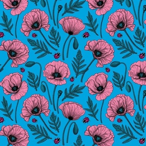 Pink poppies  on blue