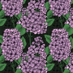 Violet lilac on dark green