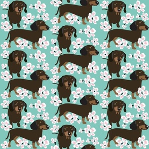 Dachshund Dog with cherry blossoms teal dog fabric