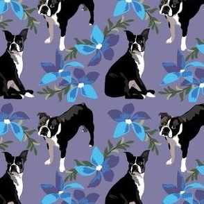 small print //  Boston Terrier Dogs Blue flowers lavender background
