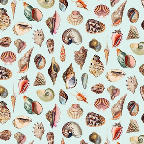 Vintage Seashells