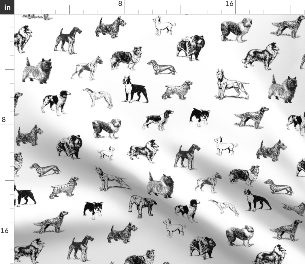 dog breeds in black and white