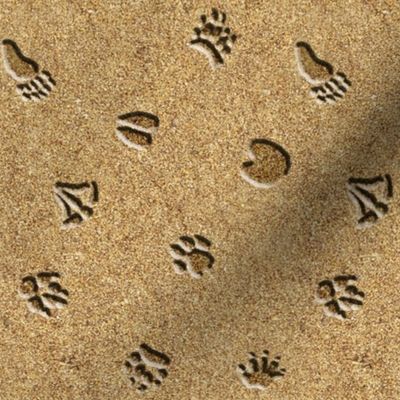 Animal Tracks in Sand