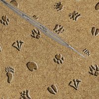 Animal Tracks in Sand