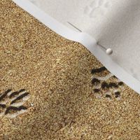 Animal Tracks in Sand