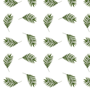 Jungle Palm Frond on White
