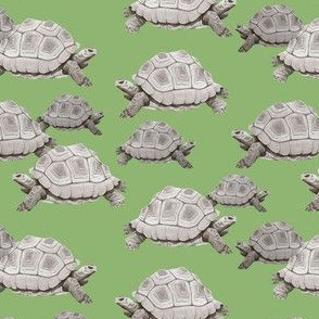 Turtles on Green - Smaller Scale