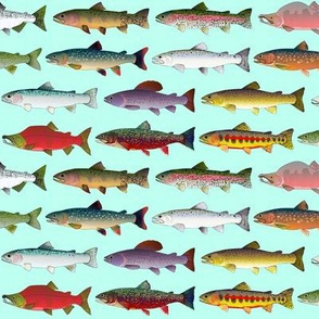 14 Trout and Salmon on green sea