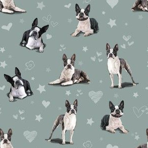 The Boston Terrier 