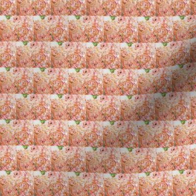 Peach Floral on Cream 