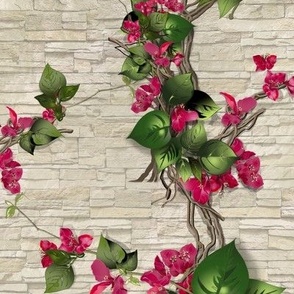 Bougainvillea blooms on the stone 