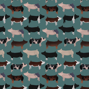 Pig Breeds on Teal