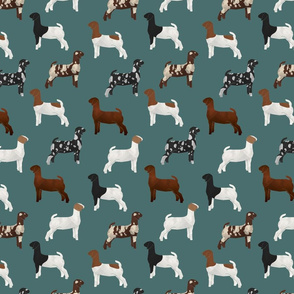 goat breeds on teal