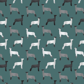 sheep breeds on teal