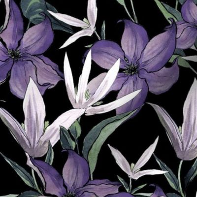 Night Clematis, Purple flowers on a black background