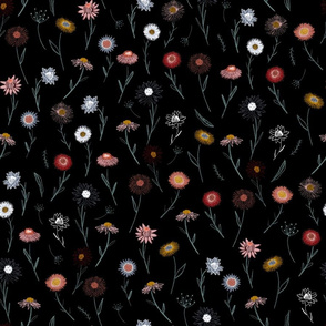 Everlastings - paper daisies - noir