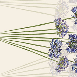 agapanthus_border