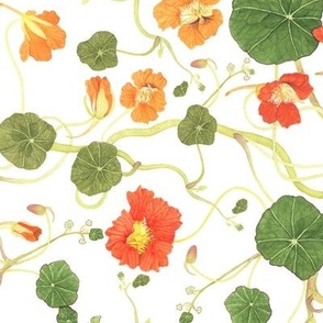 Vining Nasturtiums in Watercolor