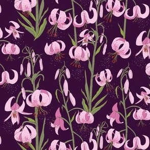 martagon lily on purple