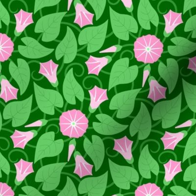 11286748 : convolvulus : pink