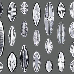 Pennate Diatoms