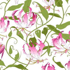 pink gloriosa vines on white large scale