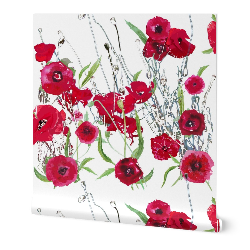 watercolor red poppy field on white