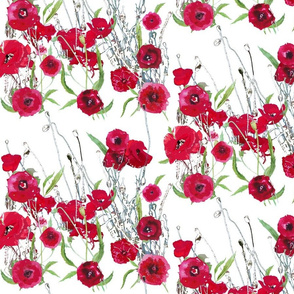 watercolor red poppy field on white