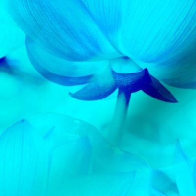 Japanese Blue and Purple Lotus