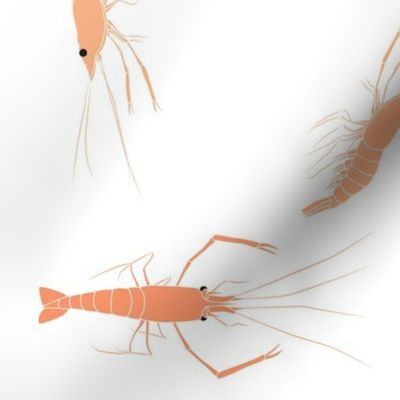 large - shrimp on white
