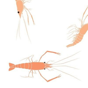 large - shrimp on white