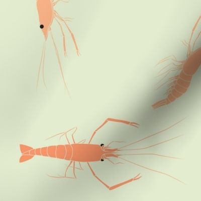 large - shrimp on mint green