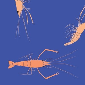 large - shrimp on blue