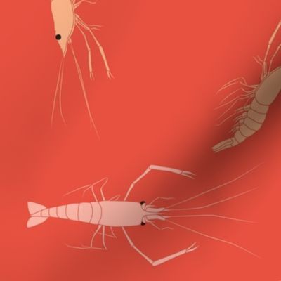 large - shrimp on red