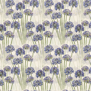 agapanthus_vertical