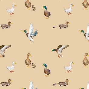 Cute ducks art ,Goose ,Birds illustration