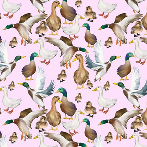 Cute ducks art ,Goose ,Birds illustration
