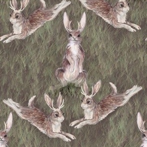 Jackalopes on the Alert