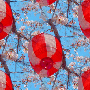 Cherry Blossoms & Lantern