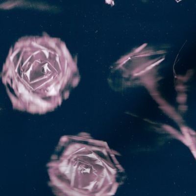 Roses - 1