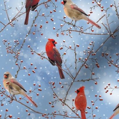 Cardinal Snowfall 