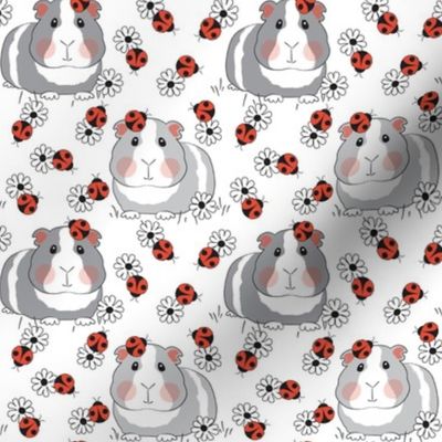 medium guinea pigs with ladybugs and flowers on white